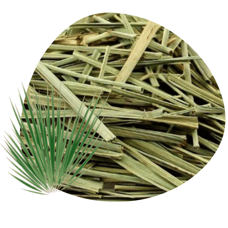 capim cidreira
