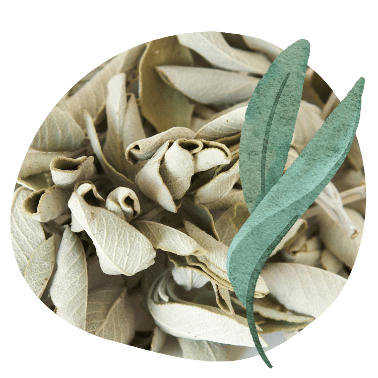 salvia
